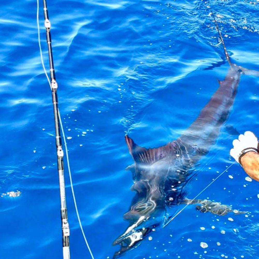 Meet your Posher, Roger